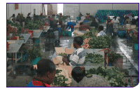 071031_kenyaflowers.gif