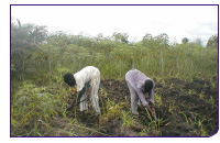 071120_manioc_benin.jpg