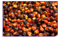 071130_oilpalmfruit.jpg