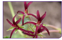 080508_biopiracy.jpg