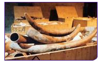 081031_ebayivory.jpg