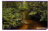 081031_greenpeacecongo.jpg
