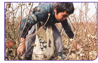 081128_uzbekcotton.jpg