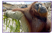 090205_palmoil.jpg