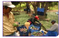 090506_fairtrade.jpg 090506_fairtrade.jpg