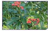 090625_jatropha.jpg 090625_jatropha.jpg