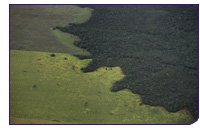 110128_forest